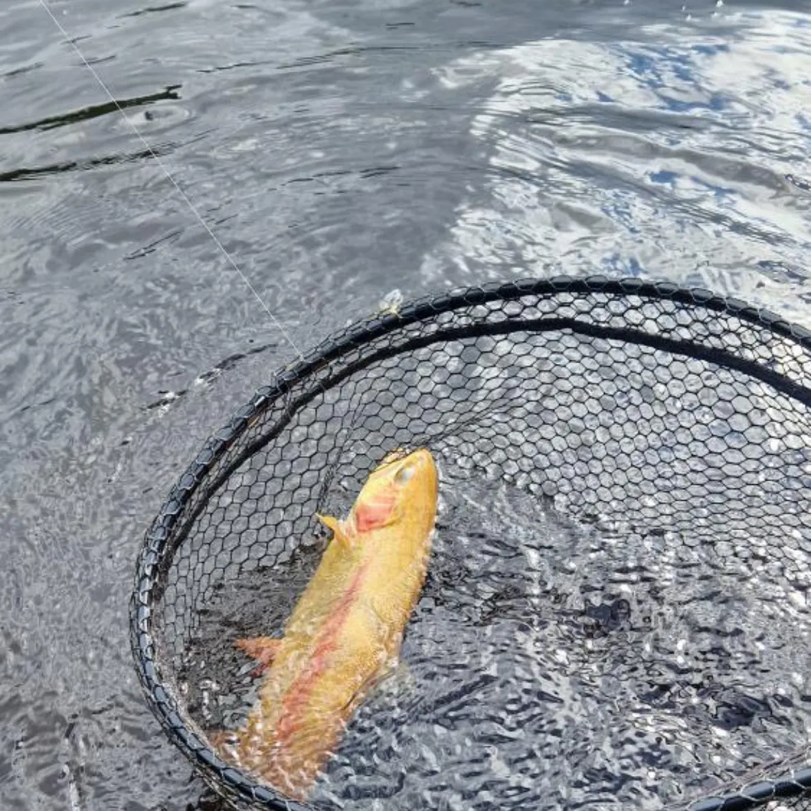 The most recent Golden rainbow trout catches on Fishbrain