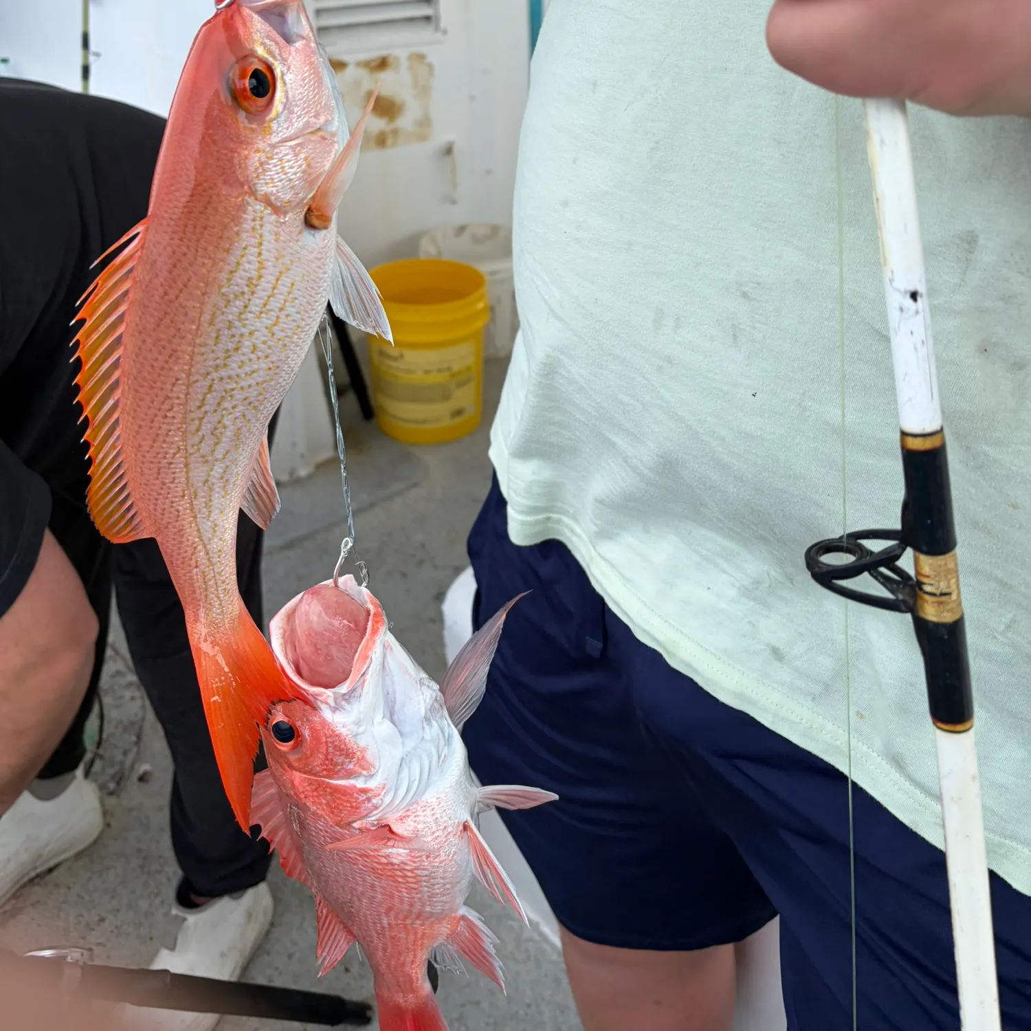 The most recent Vermilion snapper catches on Fishbrain