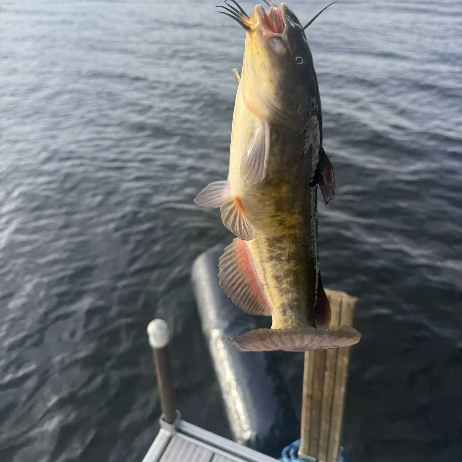 Brown bullhead caught on Fishbrain