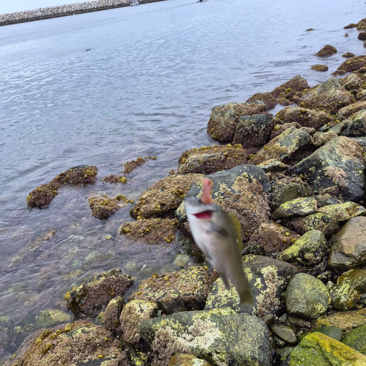 The most recent Ocean whitefish catches on Fishbrain