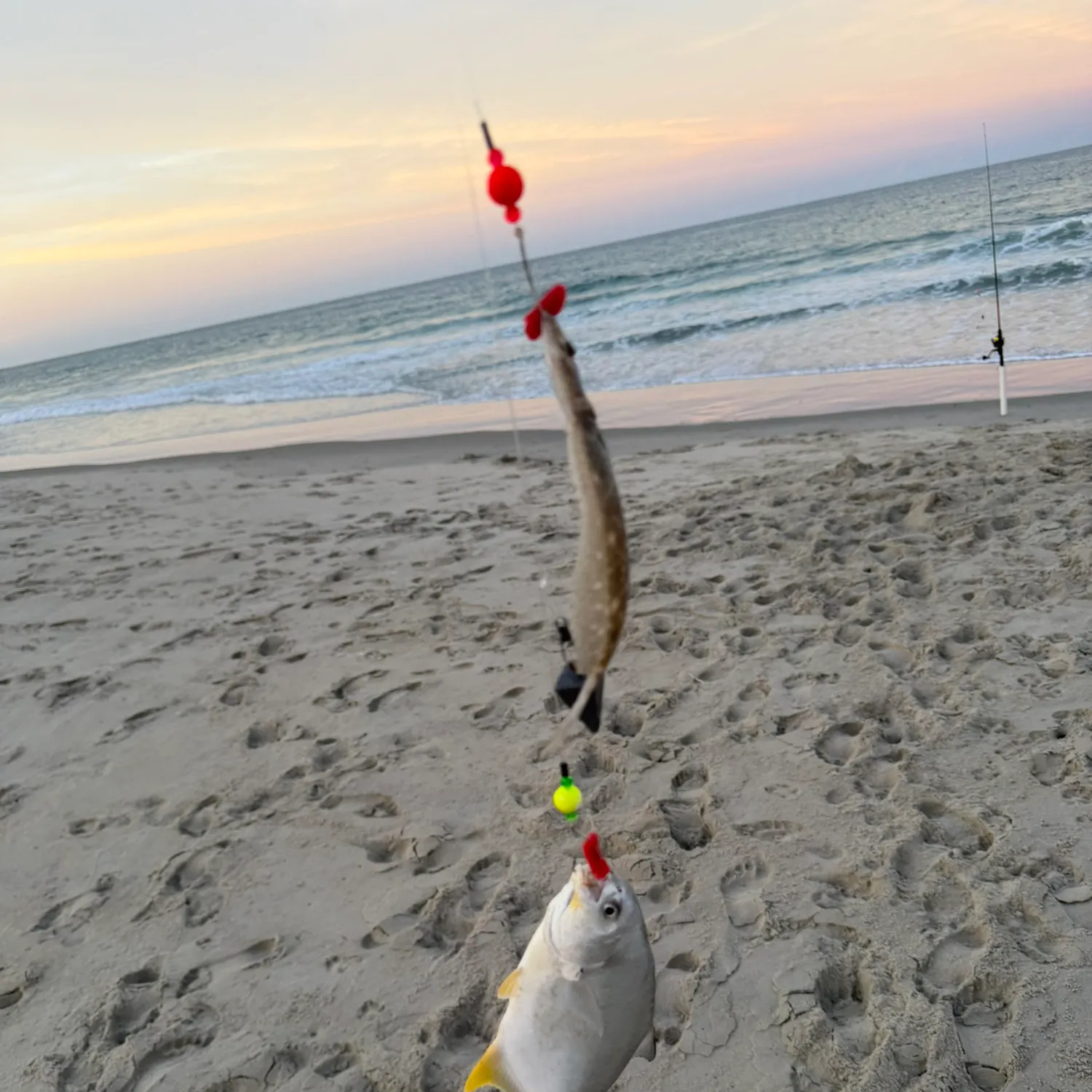 Florida pompano caught on Fishbrain