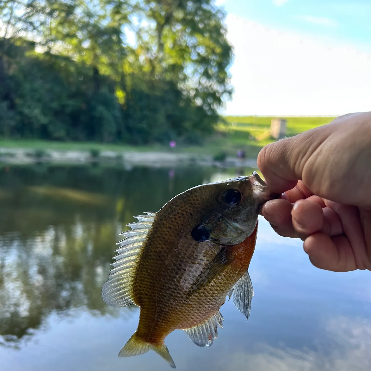 Bluegill caught on Fishbrain
