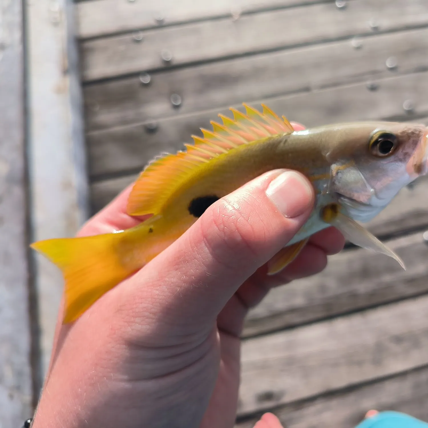 The most recent Dory snapper catches on Fishbrain