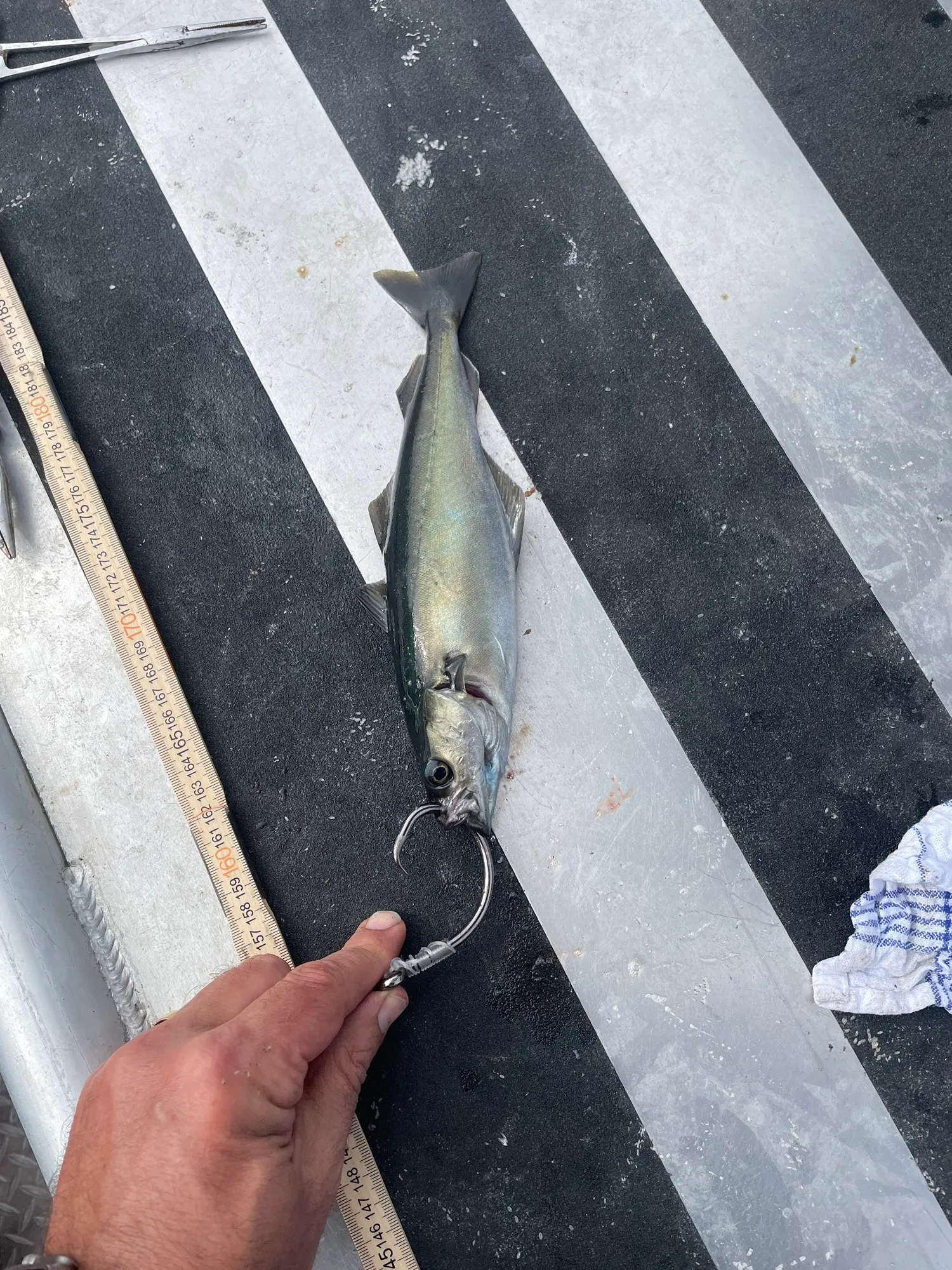 Coalfish