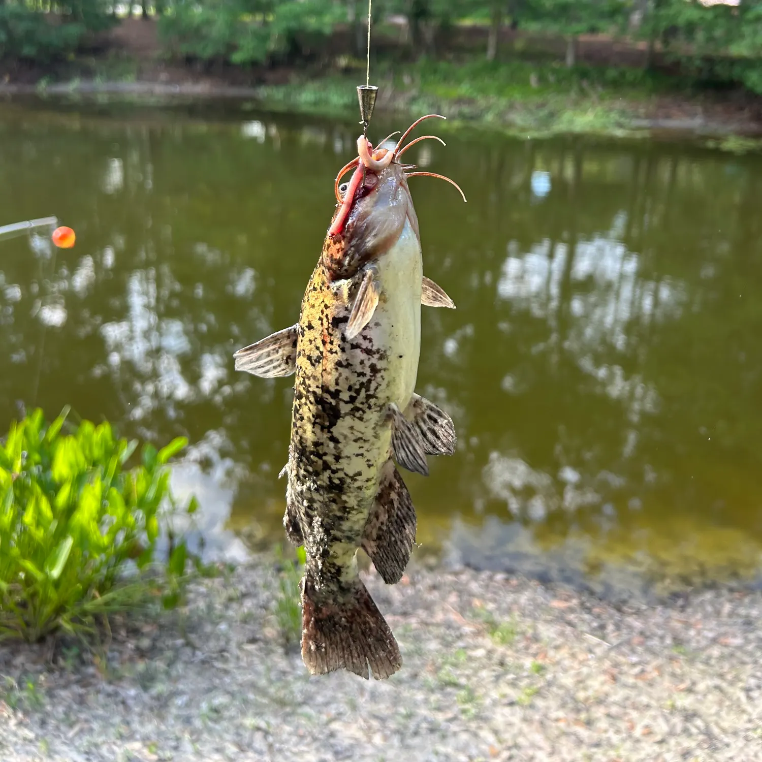 The most recent Flathead catfish catches on Fishbrain