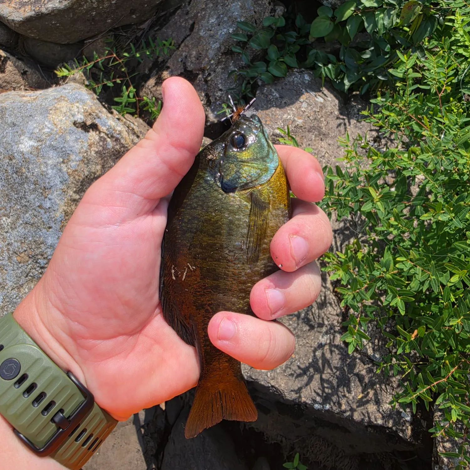 catch