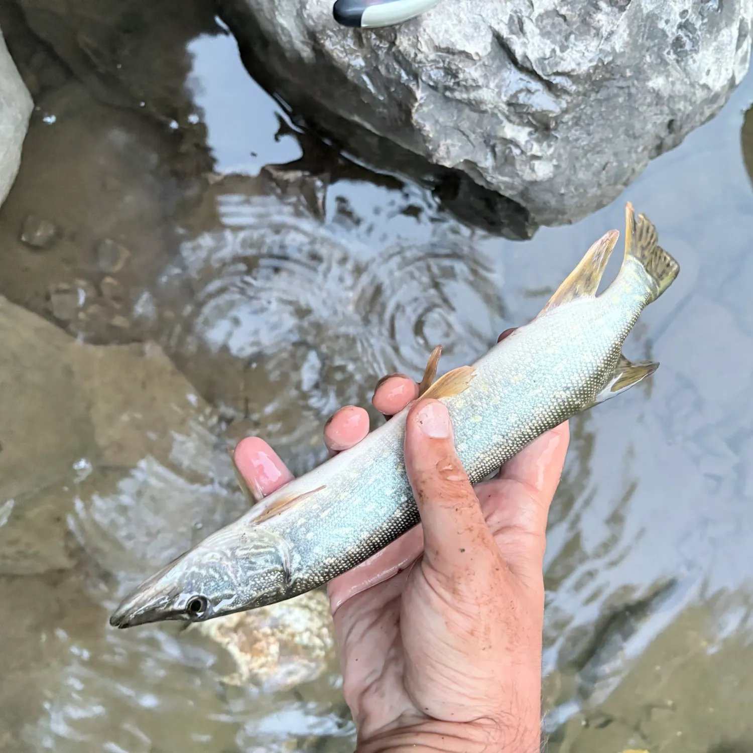 Northern pike caught on Fishbrain