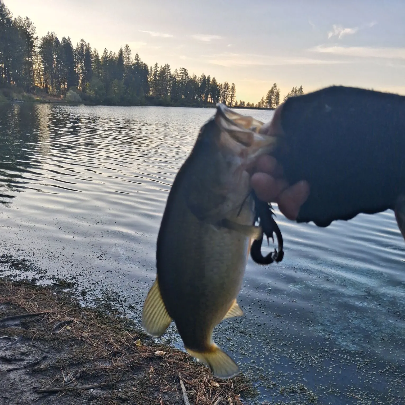 Largemouth bass caught on Fishbrain