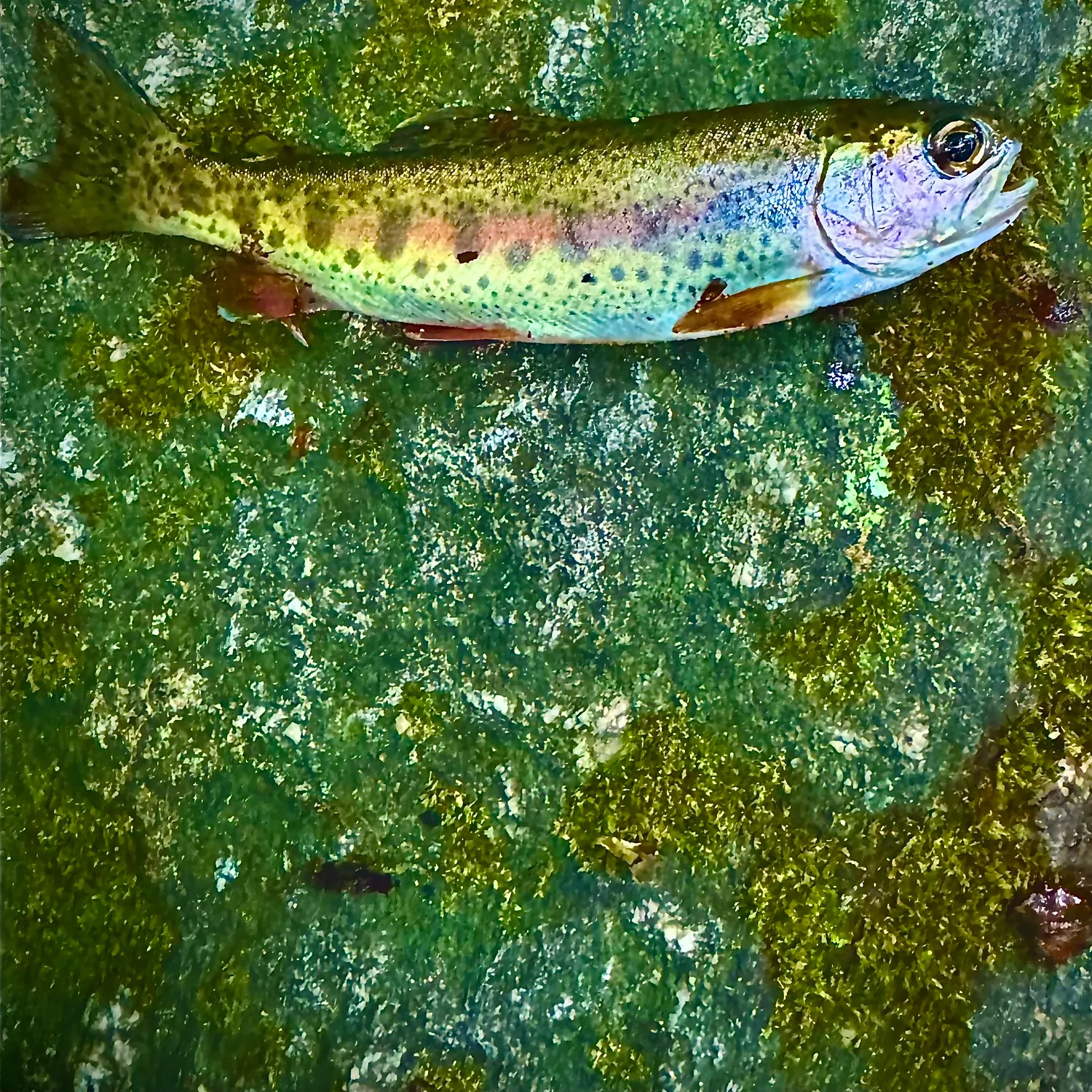 Rainbow trout caught on Fishbrain