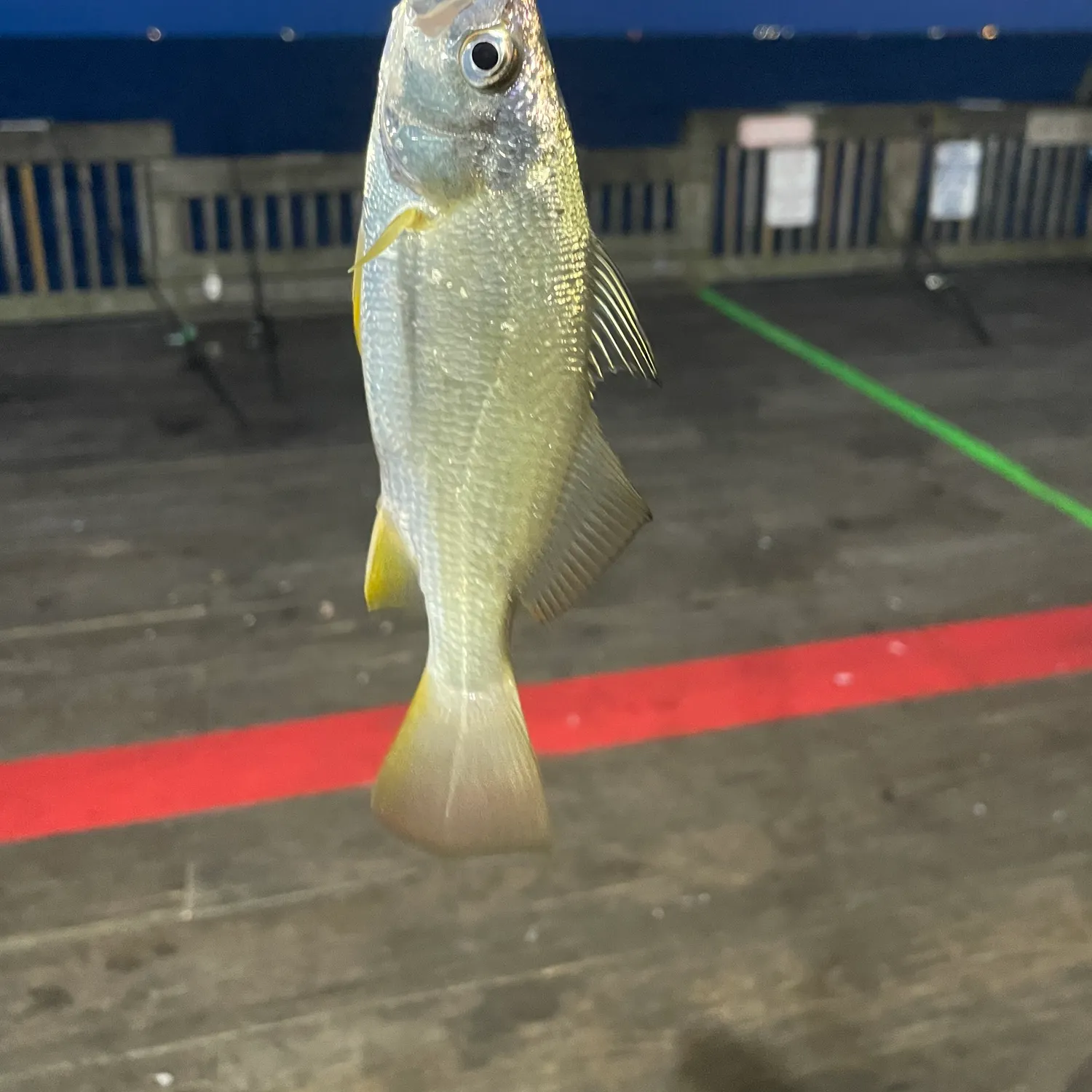 Silver perch caught on Fishbrain