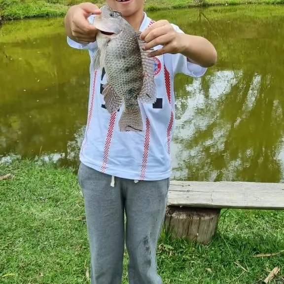 Nile tilapia caught on Fishbrain