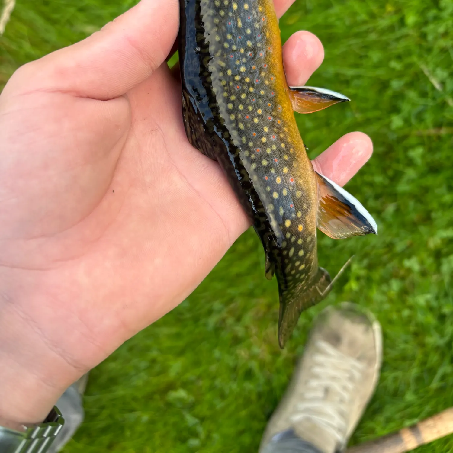 Brook trout caught on Fishbrain
