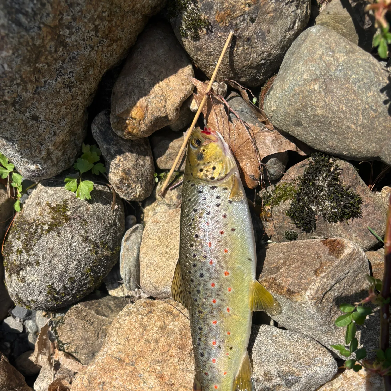recently logged catches