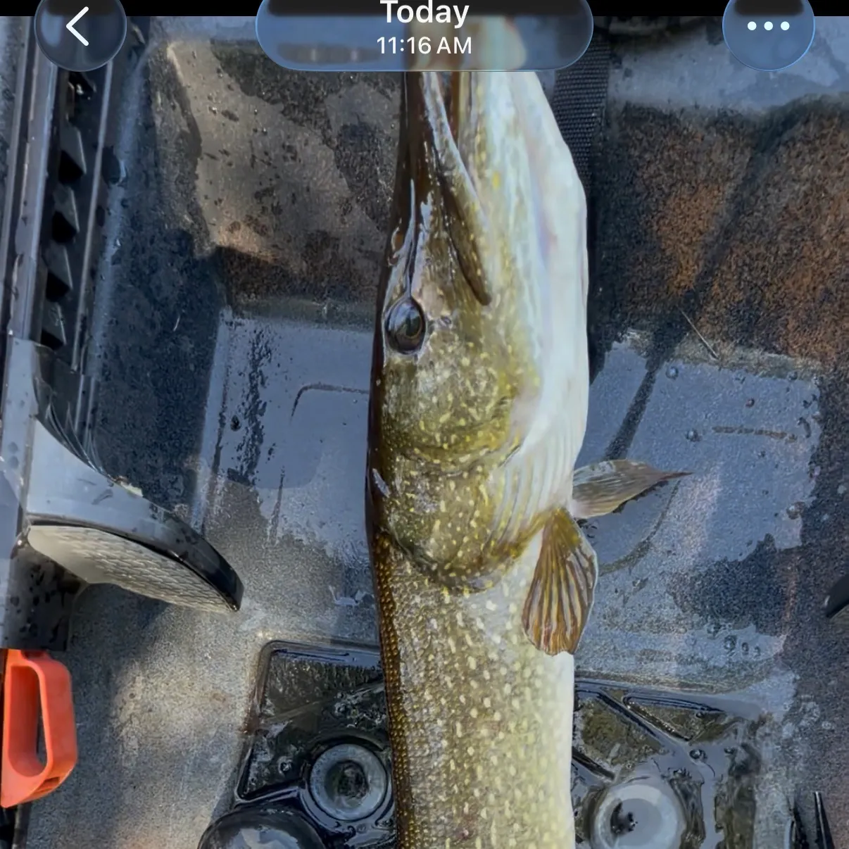 Northern pike caught on Fishbrain