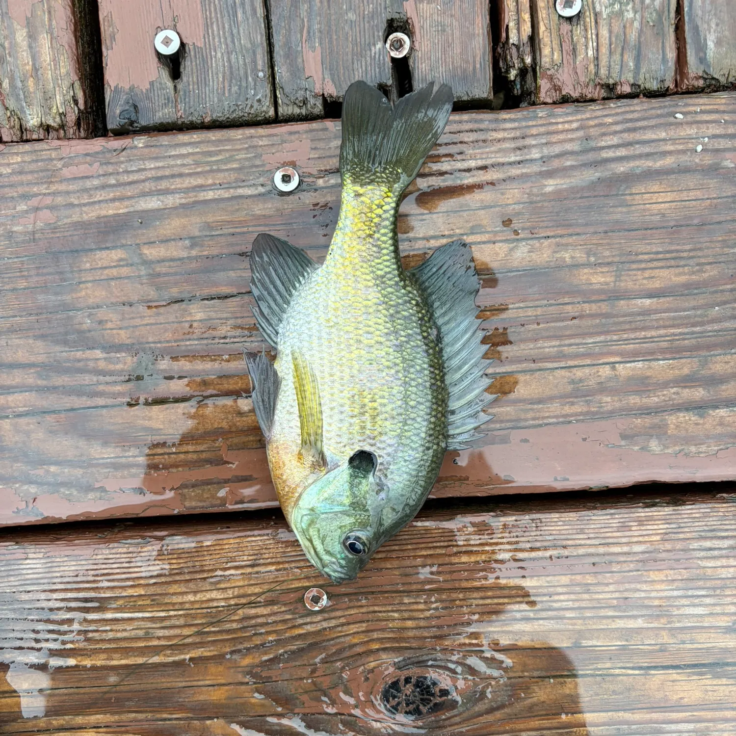 Bluegill caught on Fishbrain
