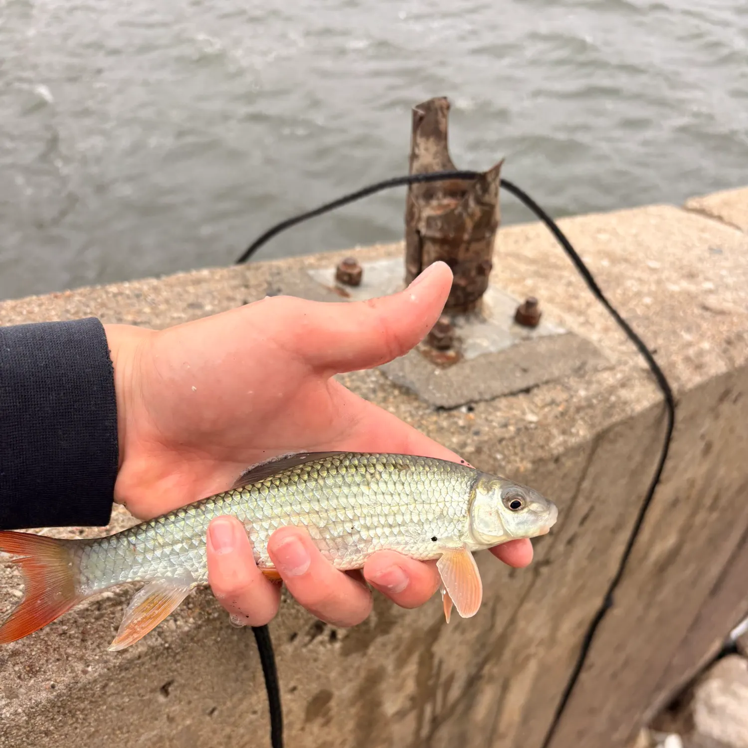 The most recent Shorthead redhorse catches on Fishbrain