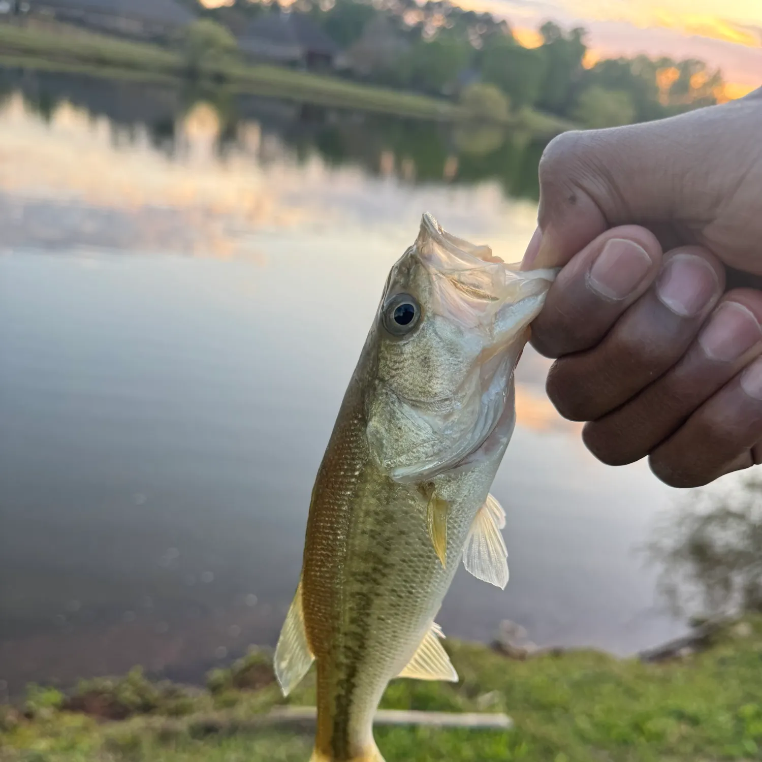 angler catch