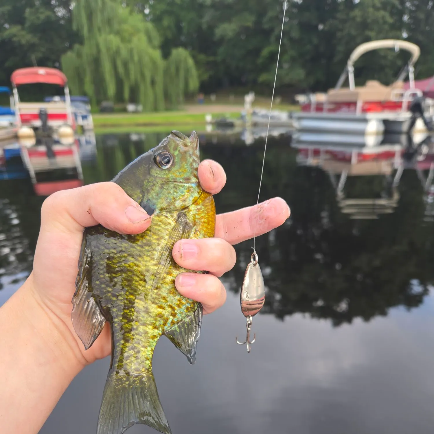 Bluegill caught on Fishbrain