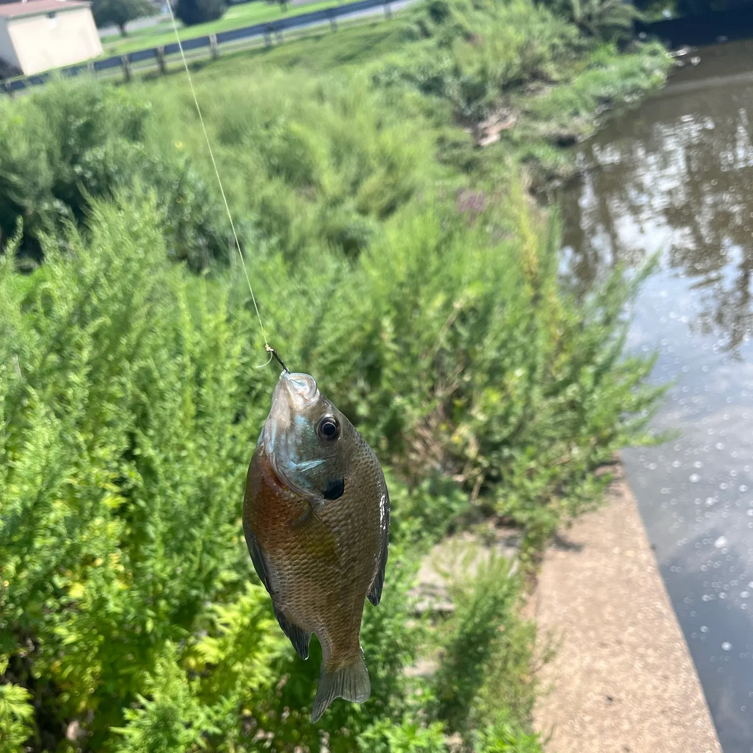 Bluegill caught on Fishbrain
