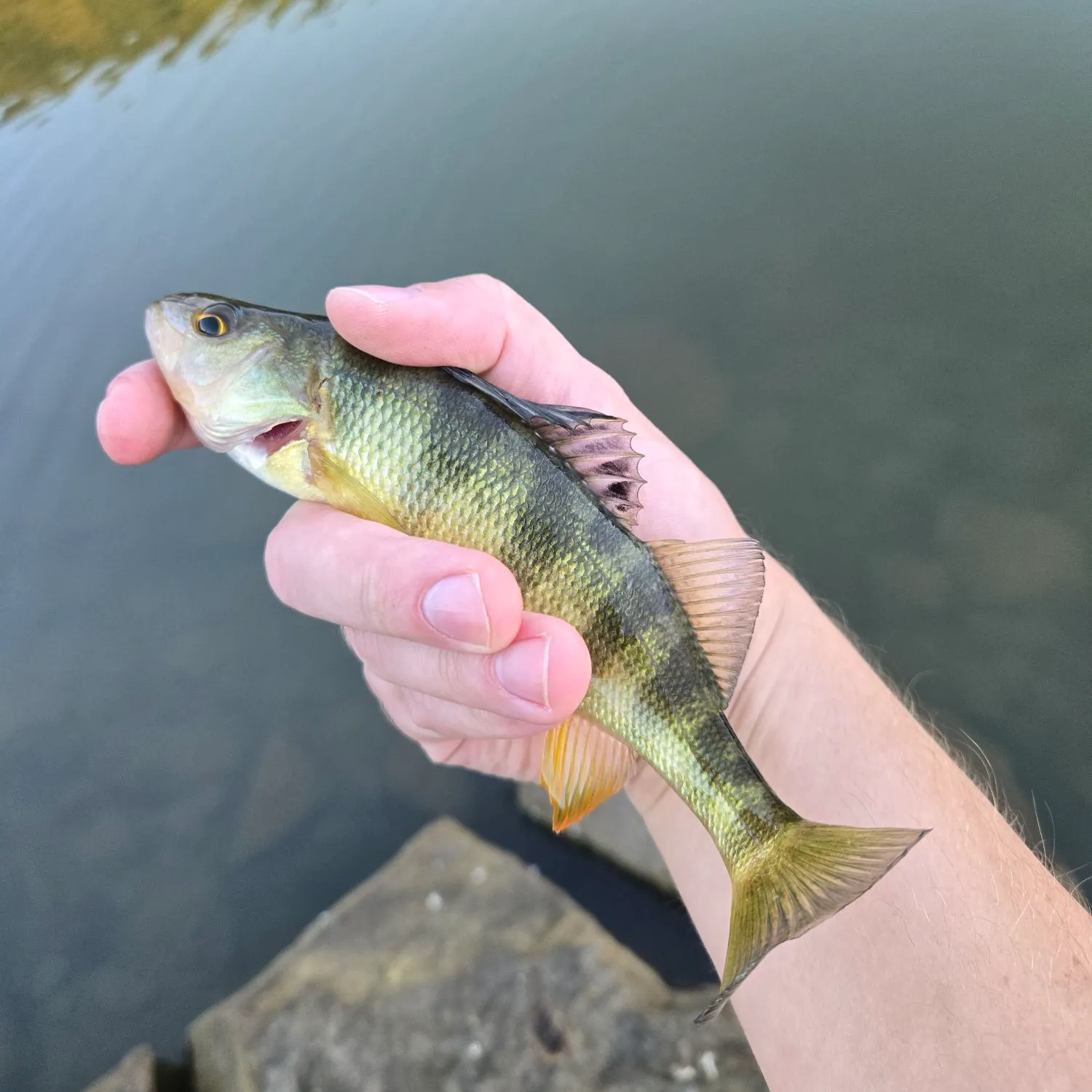 Yellow perch caught on Fishbrain