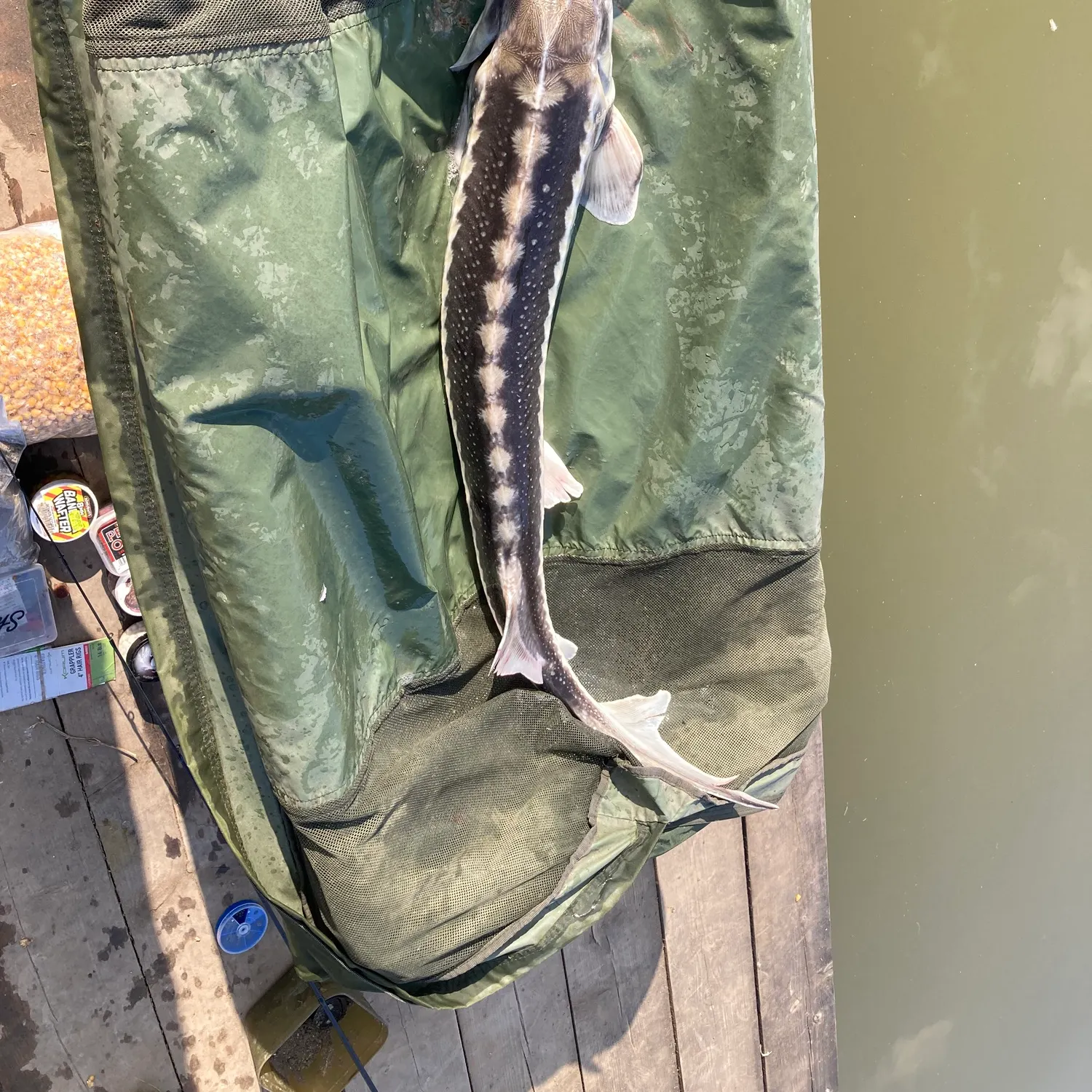 The most recent European sturgeon catches on Fishbrain