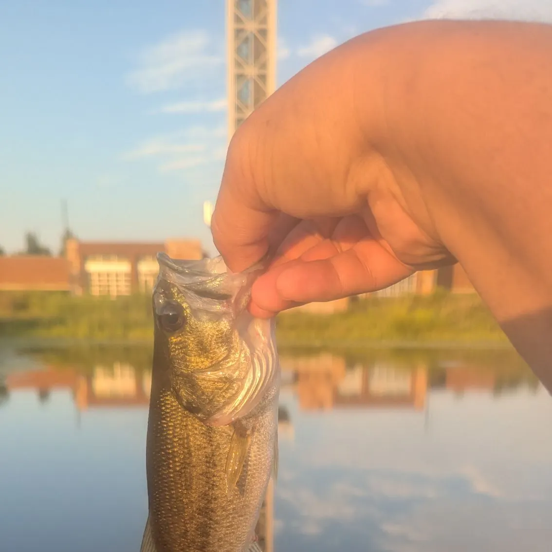 Largemouth bass caught on Fishbrain