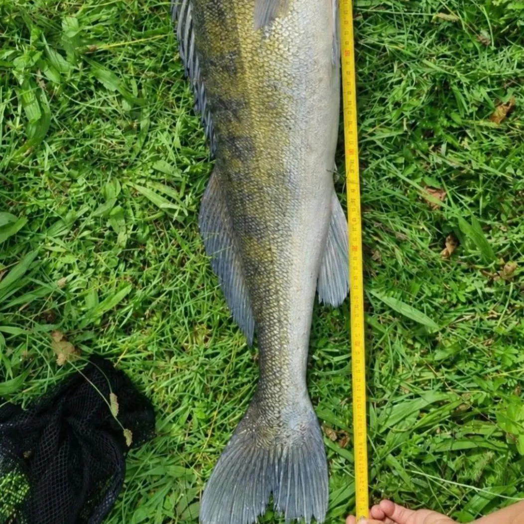 Zander caught on Fishbrain
