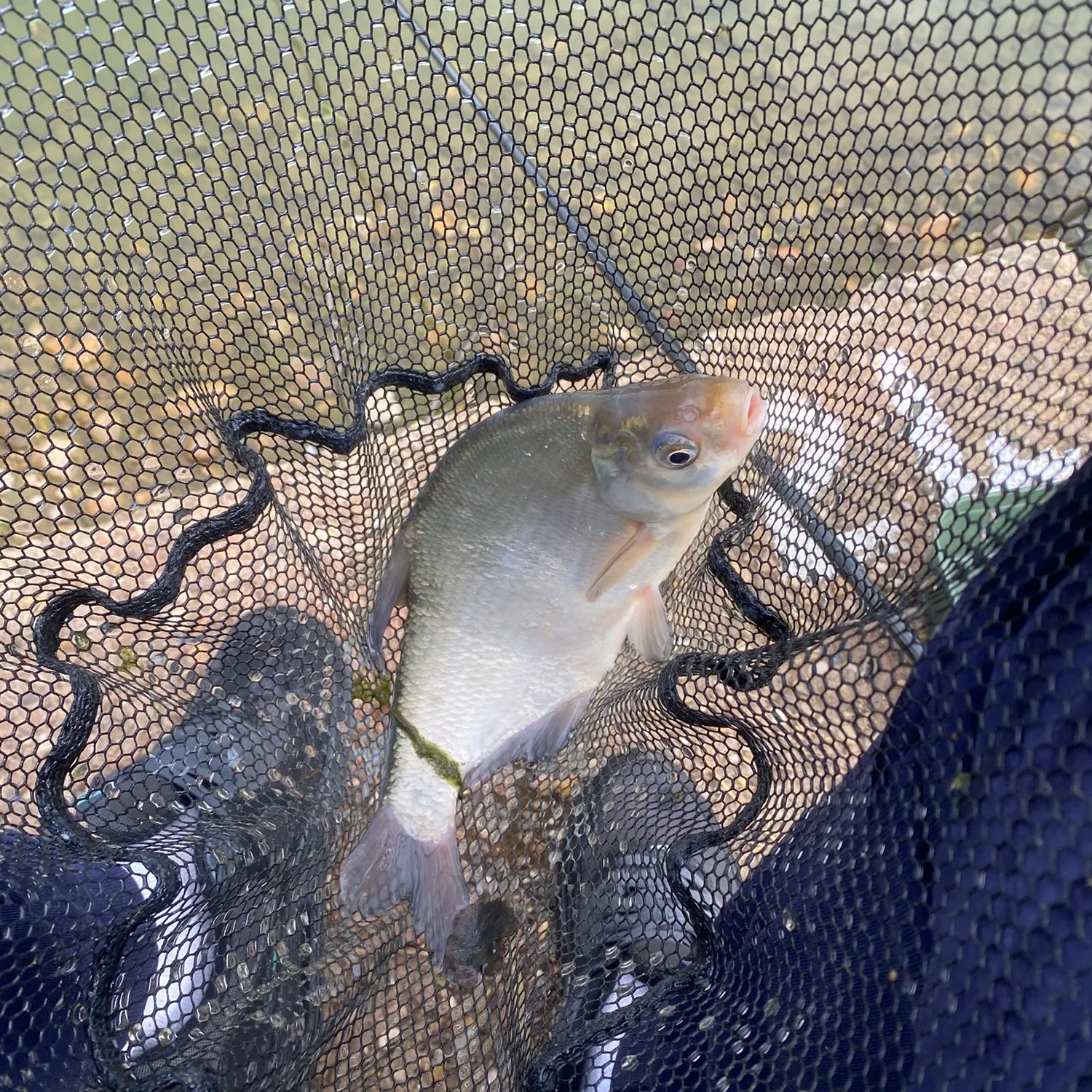 Common bream caught on Fishbrain
