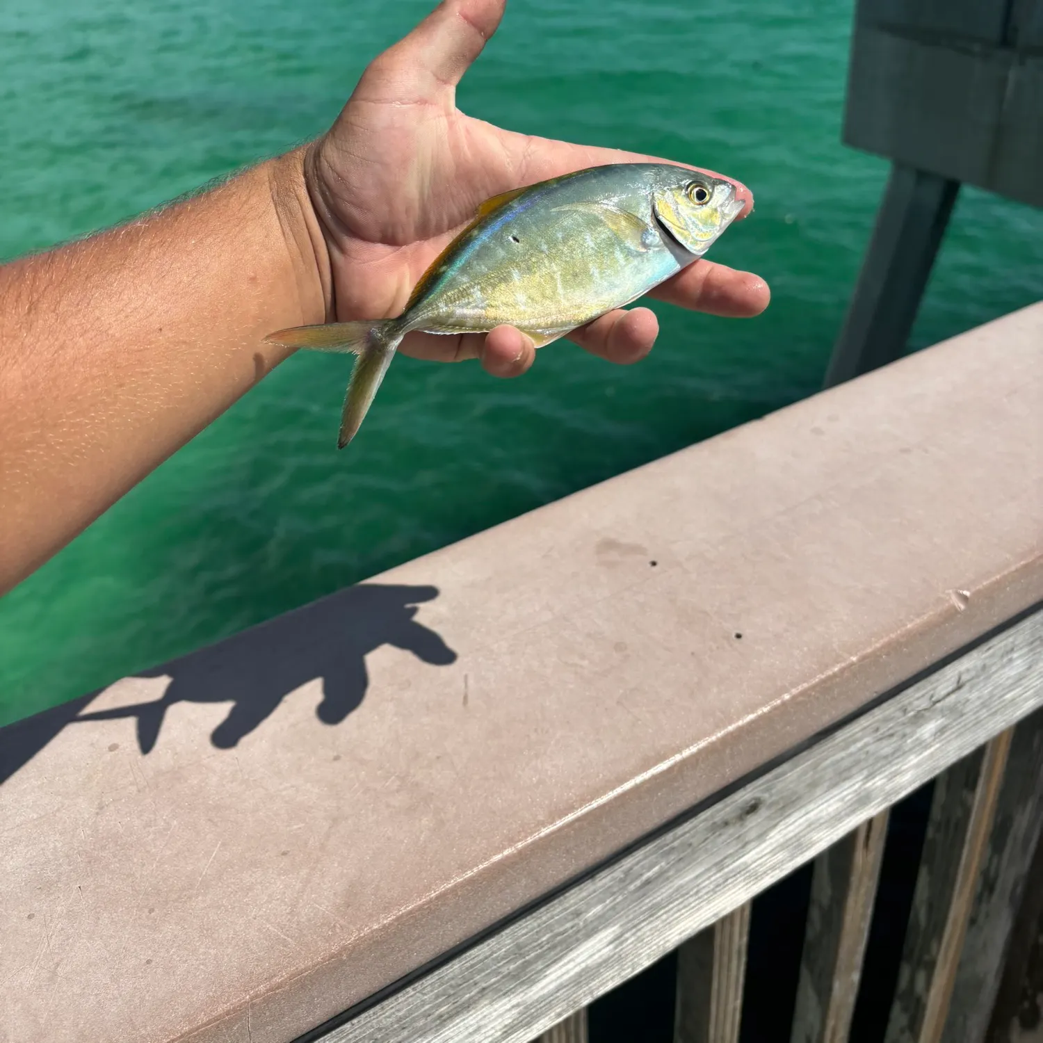The most recent Blue runner catches on Fishbrain