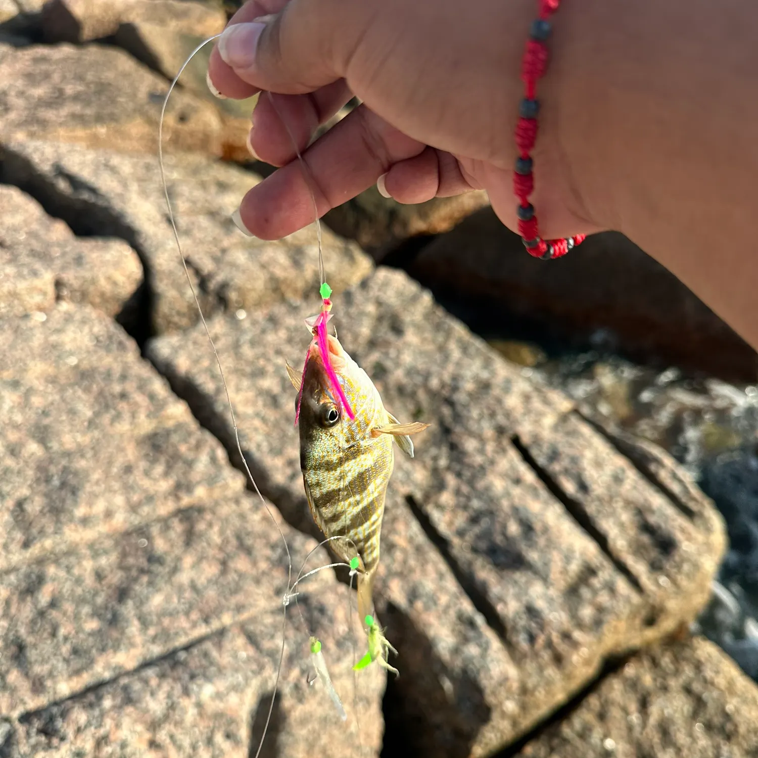 The most recent Barred surfperch catches on Fishbrain