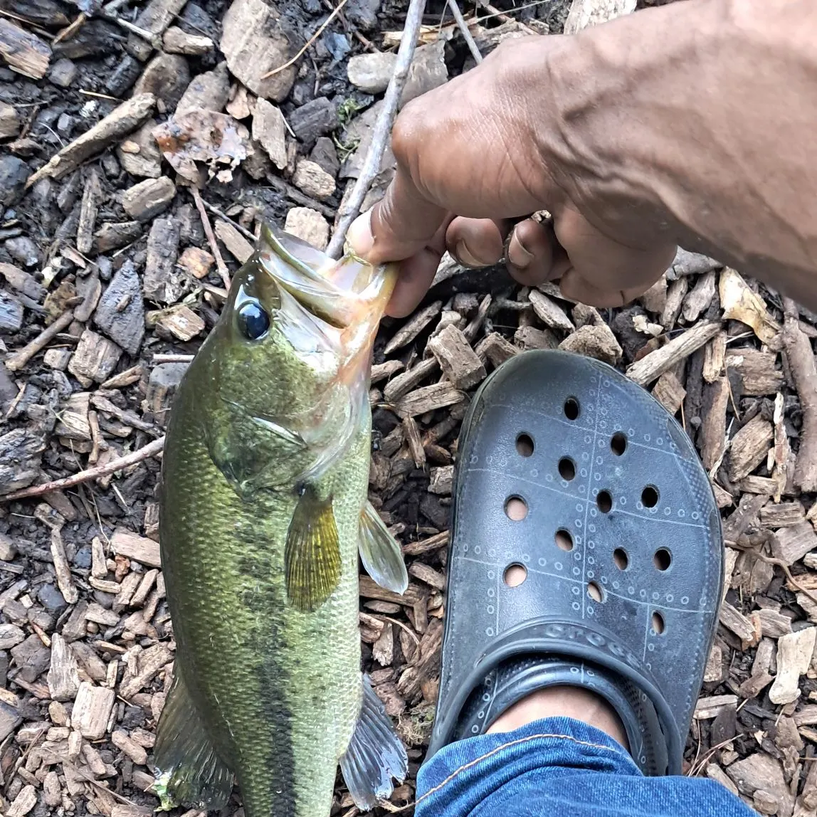The most recent Largemouth bass catches on Fishbrain