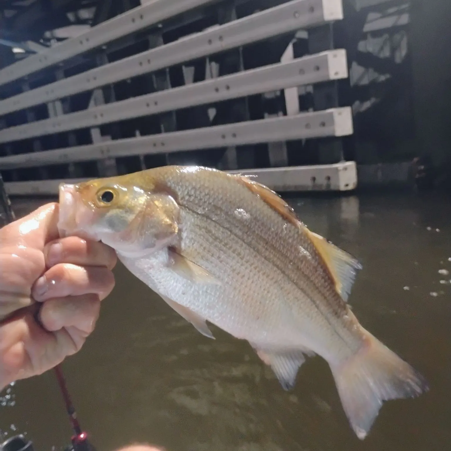 White bass caught on Fishbrain
