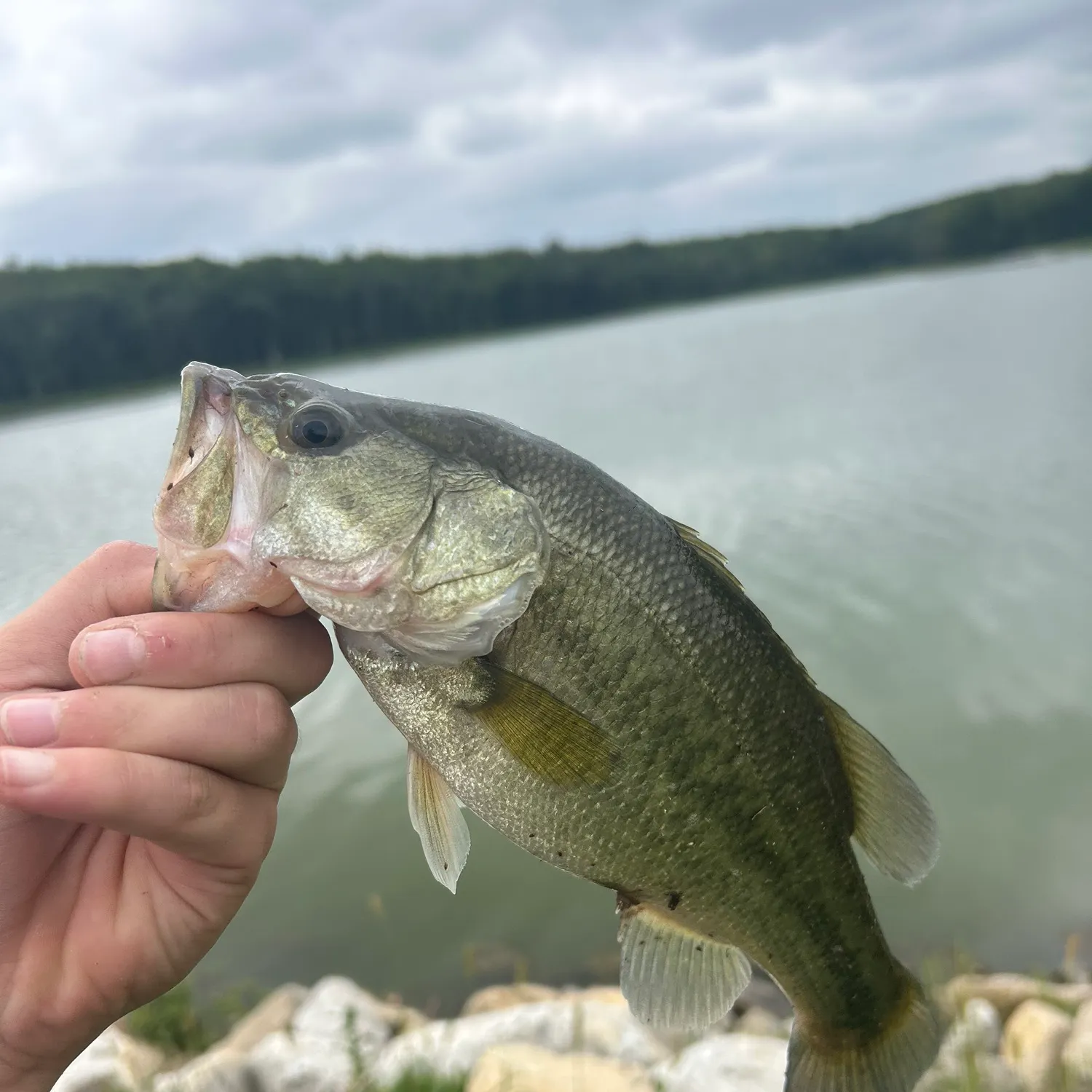 Largemouth bass caught on Fishbrain