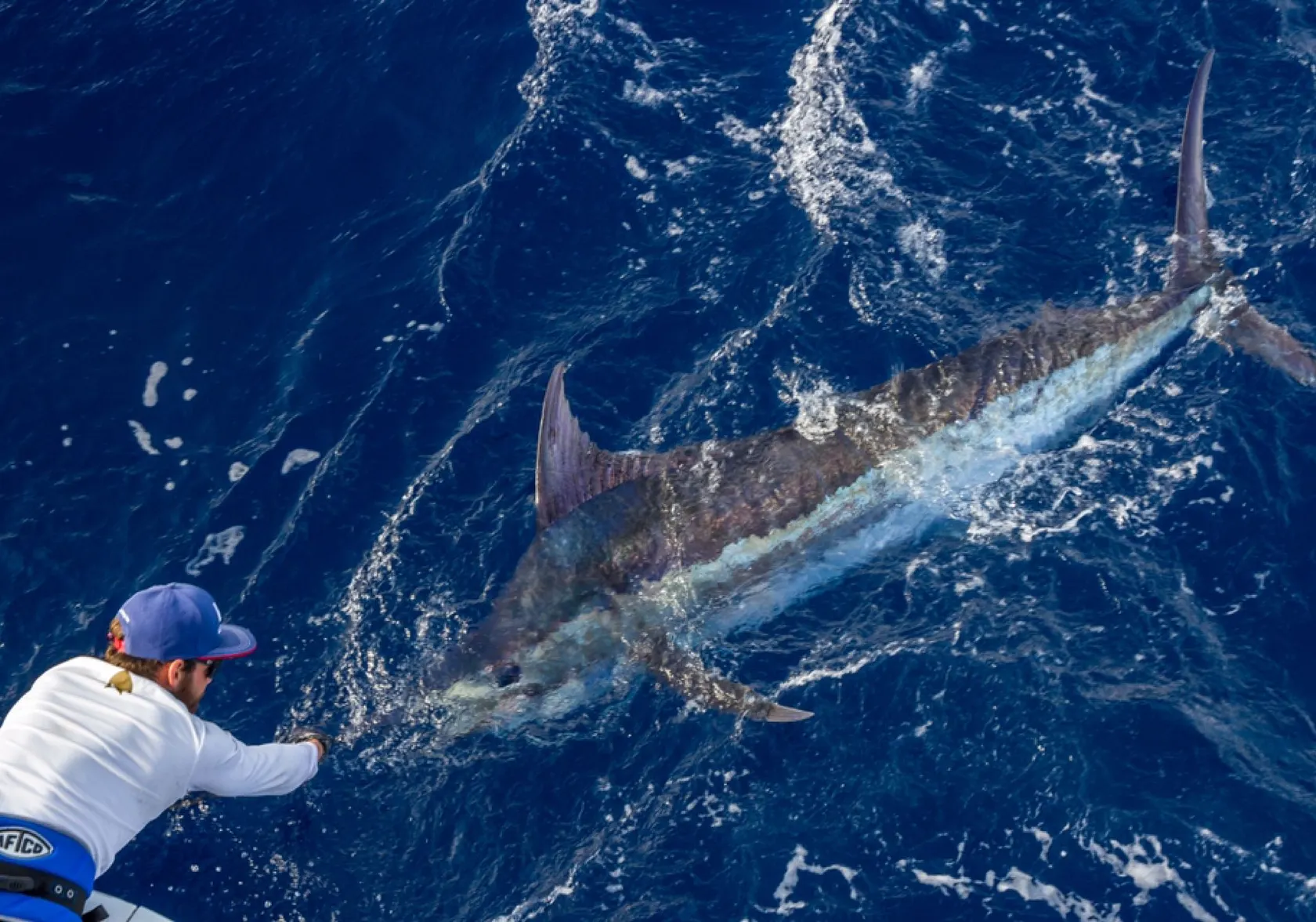 Atlantic blue marlin