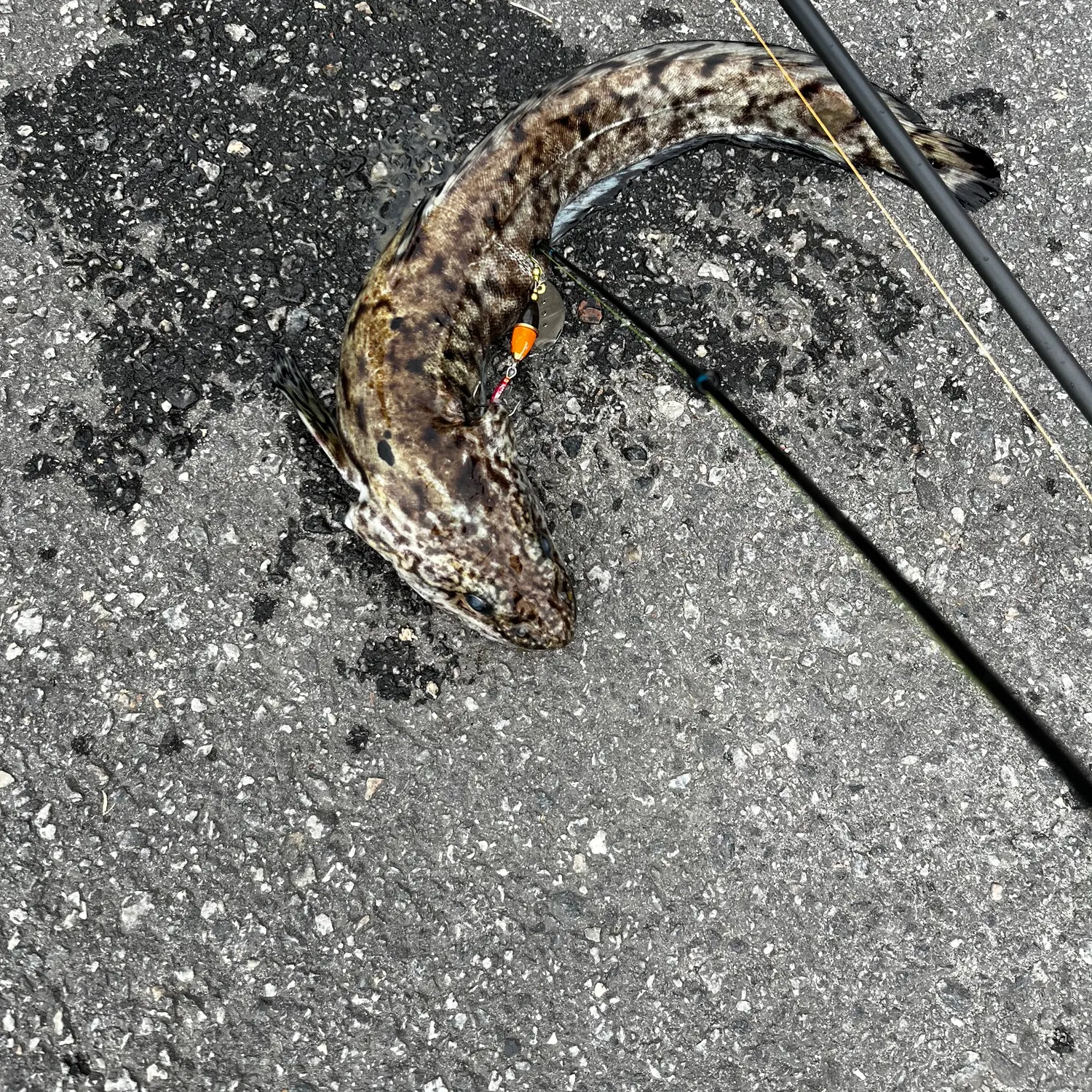 Burbot caught on Fishbrain