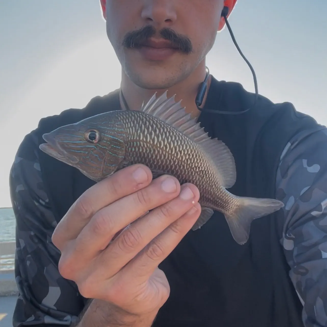 The most recent White grunt catches on Fishbrain
