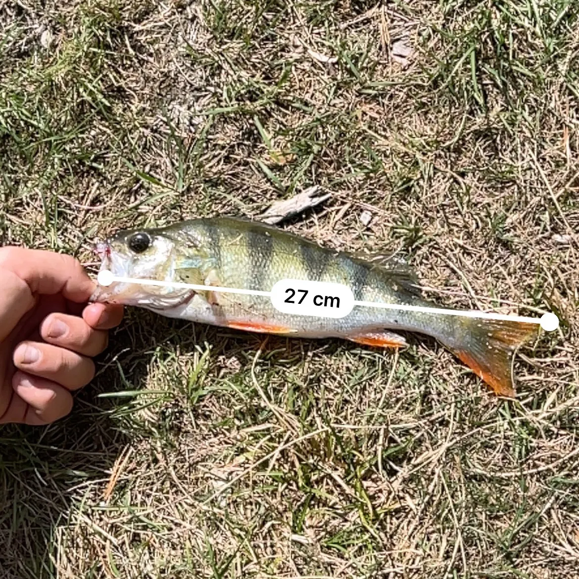European perch caught on Fishbrain
