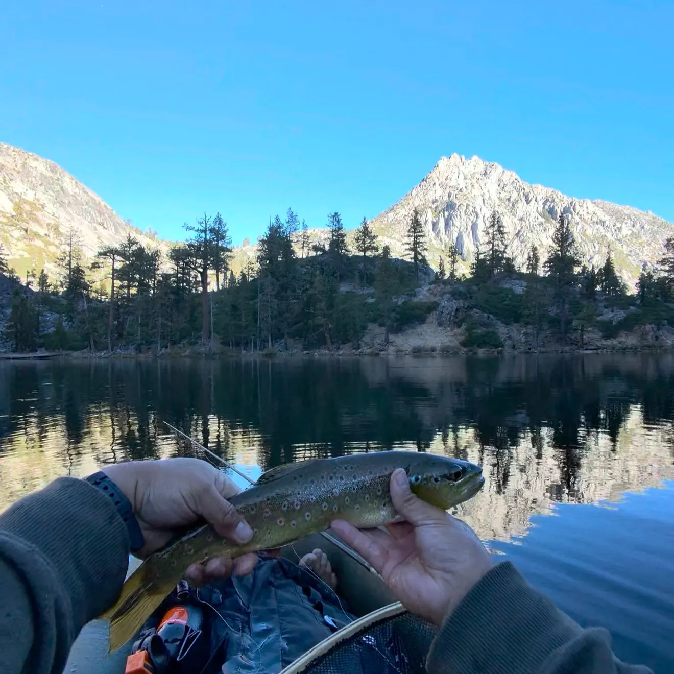 Brown trout caught on Fishbrain