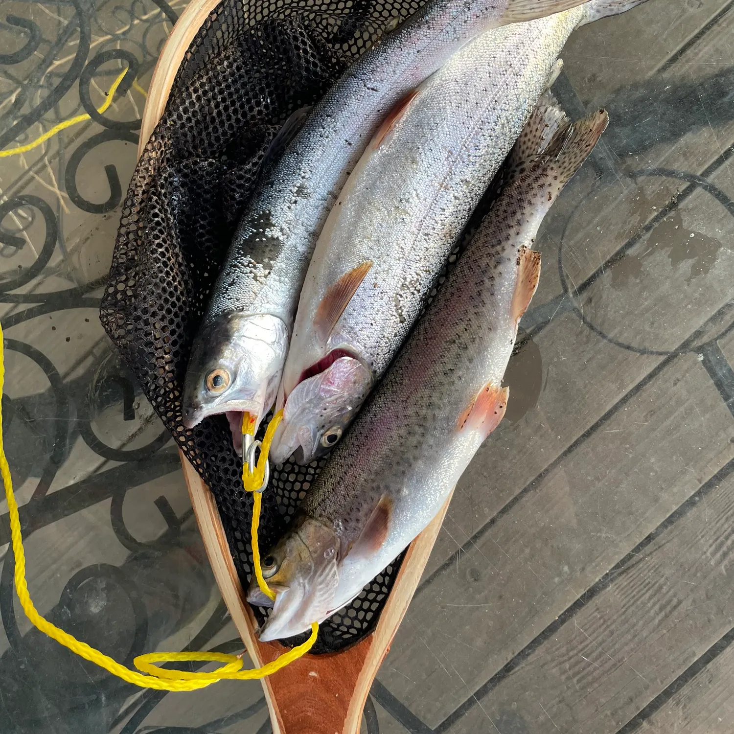 recently logged catches