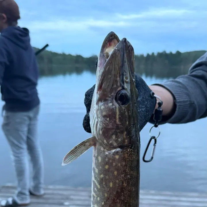 Northern pike caught on Fishbrain