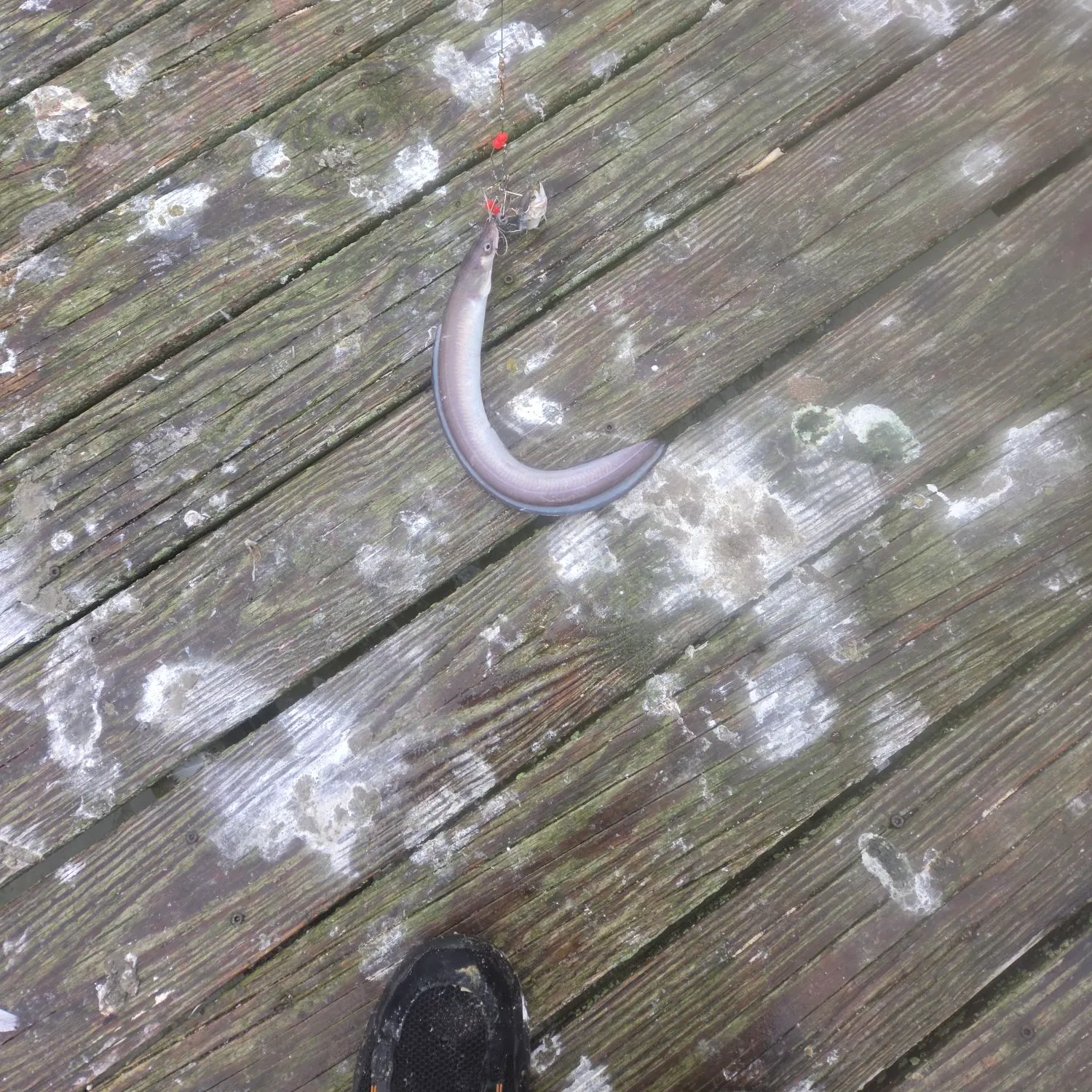 American eel caught on Fishbrain
