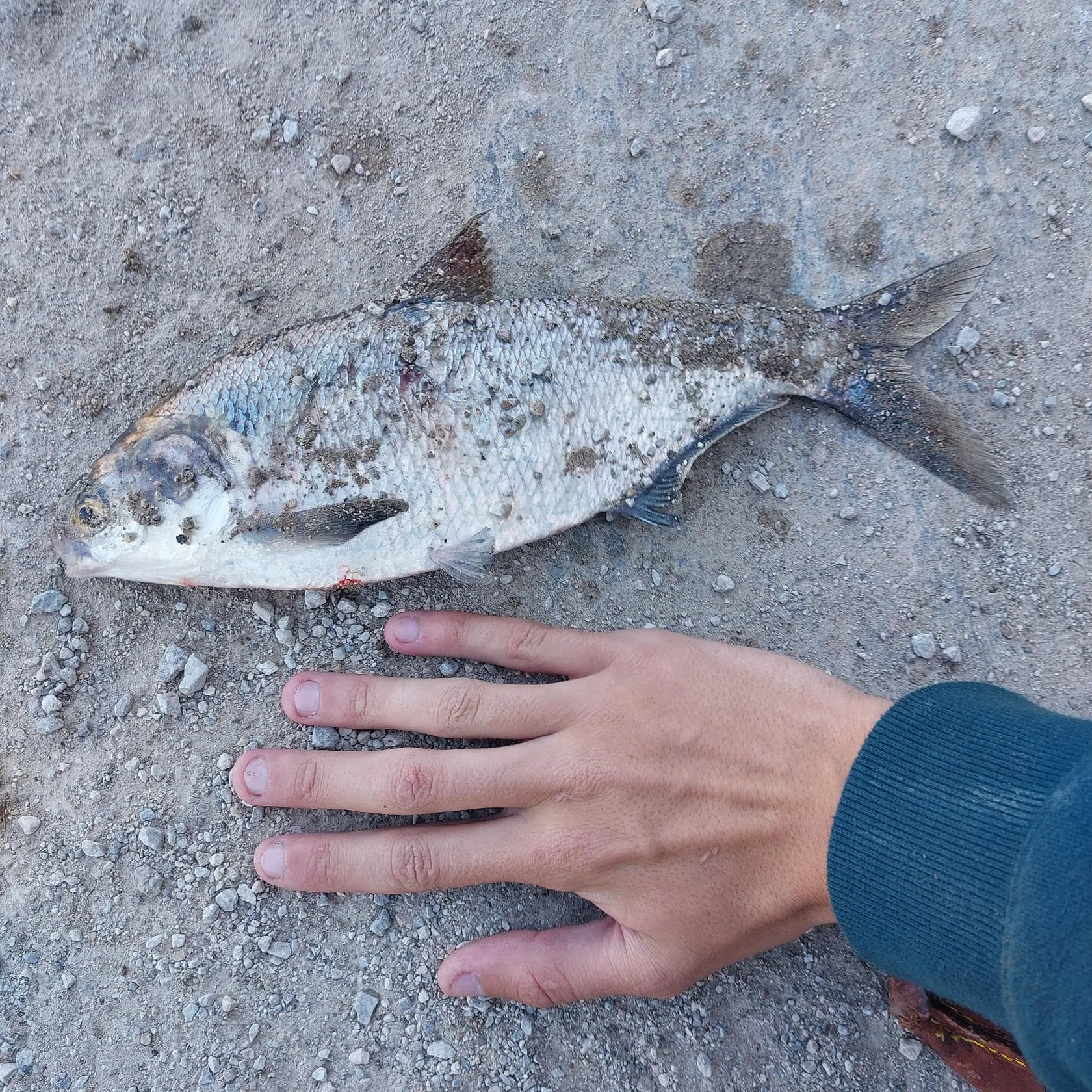American gizzard shad caught on Fishbrain