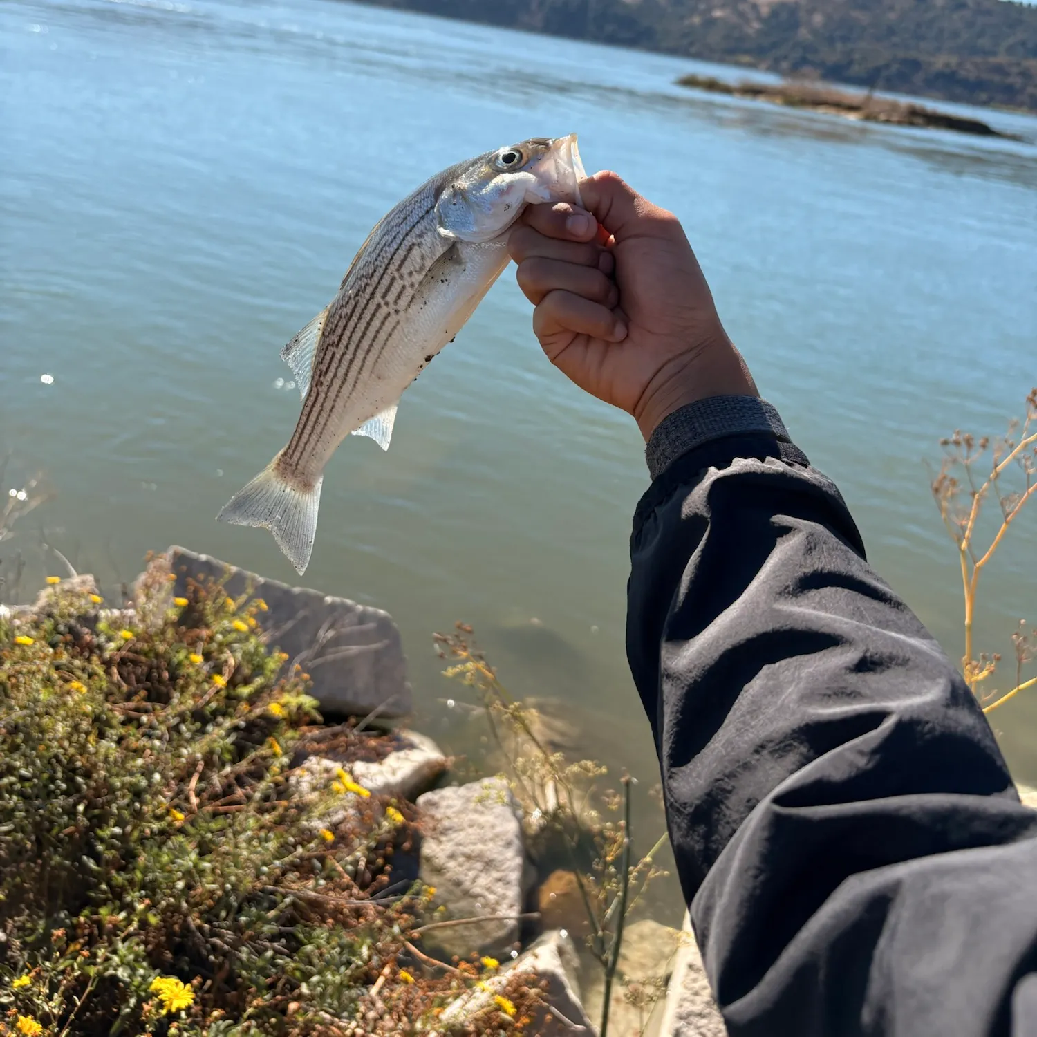 Striped bass caught on Fishbrain