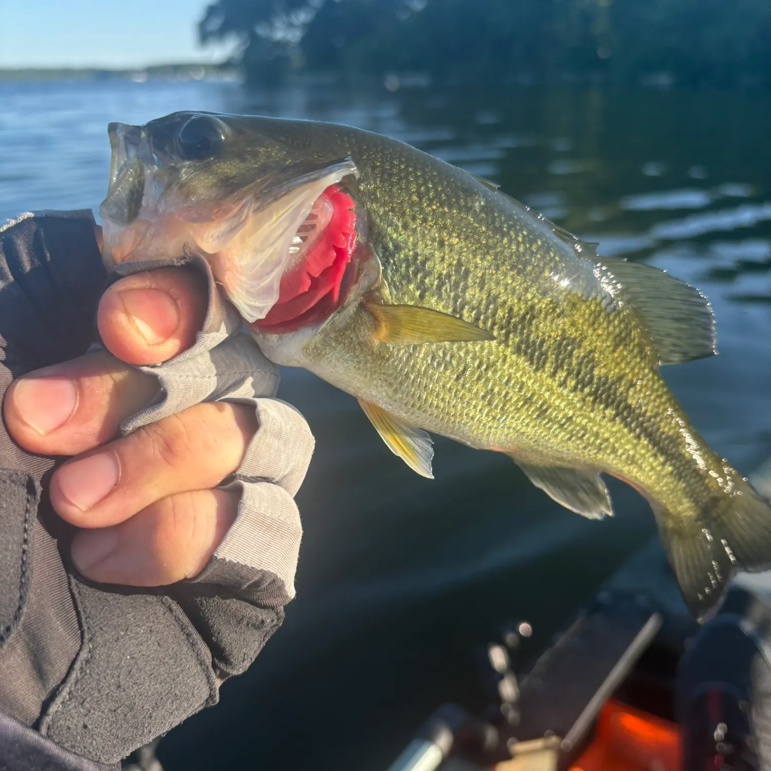 Largemouth bass caught on Fishbrain