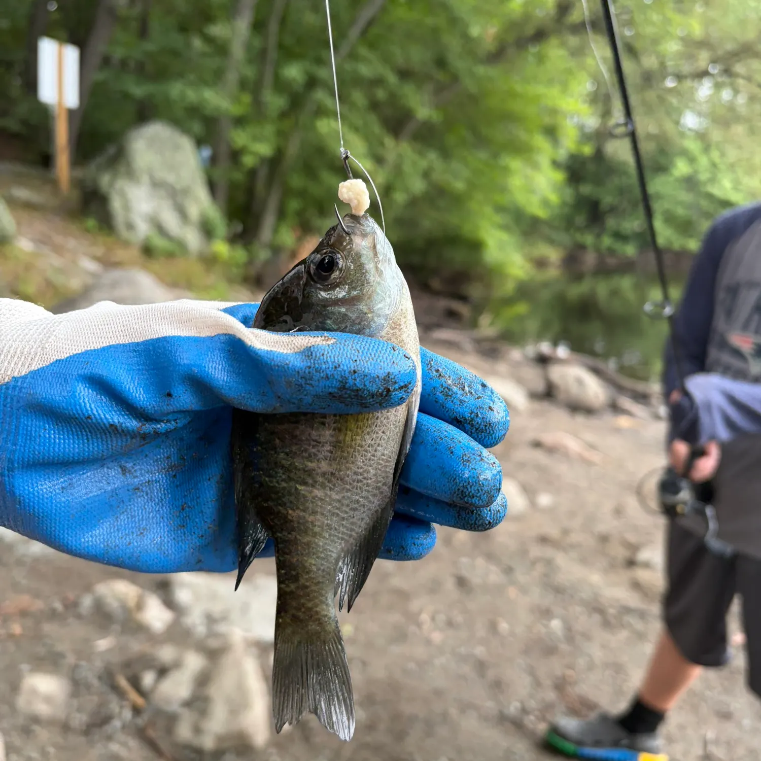 Bluegill caught on Fishbrain