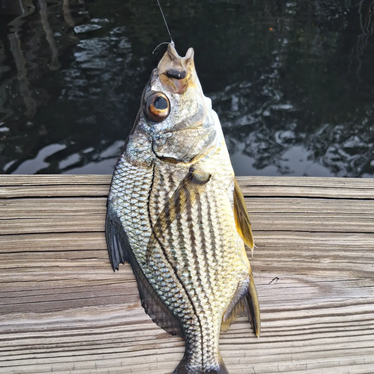 Striped mojarra caught on Fishbrain