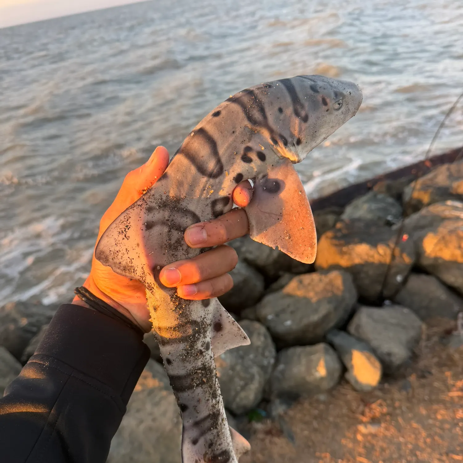 The most recent Leopard shark catches on Fishbrain