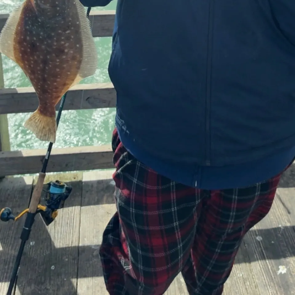 Summer flounder caught on Fishbrain