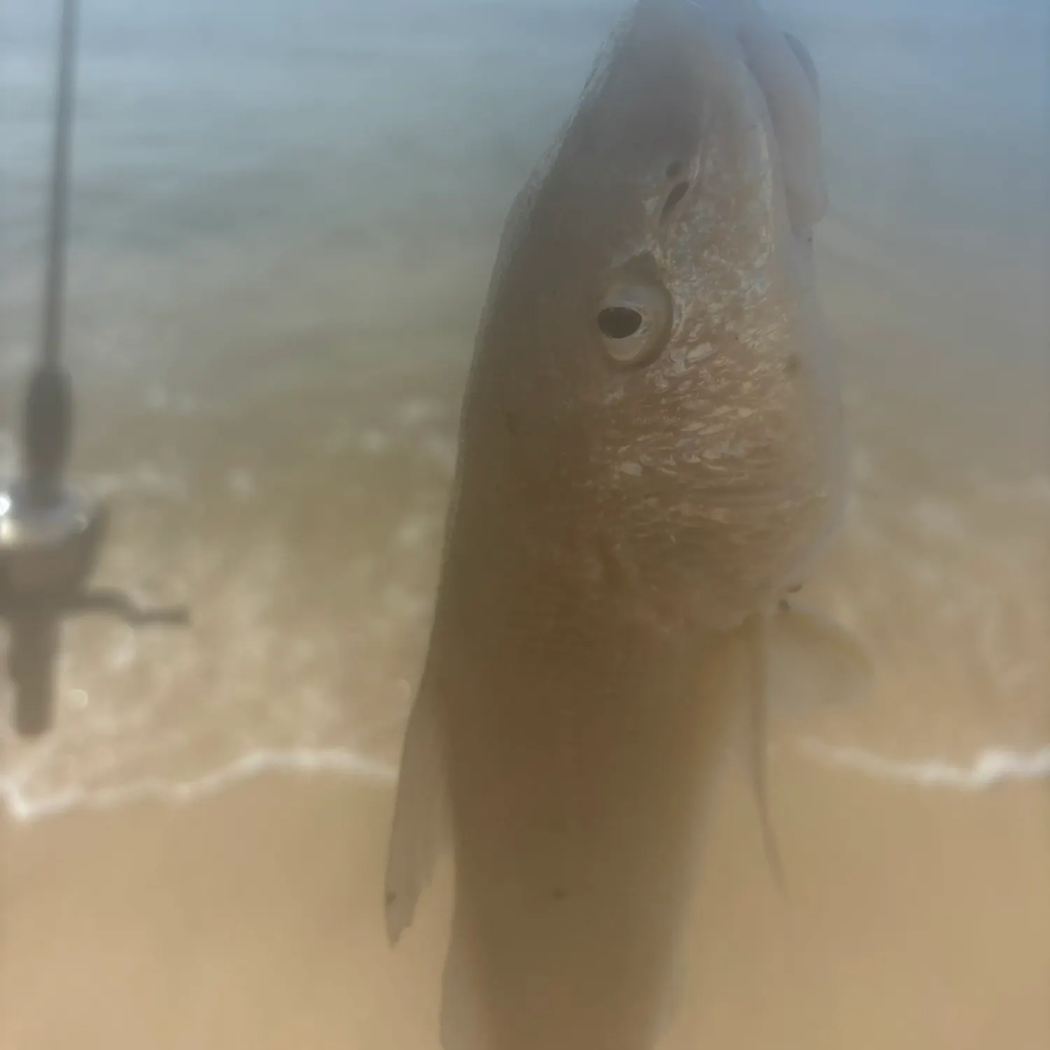 The most recent Yellowfin sillago catches on Fishbrain