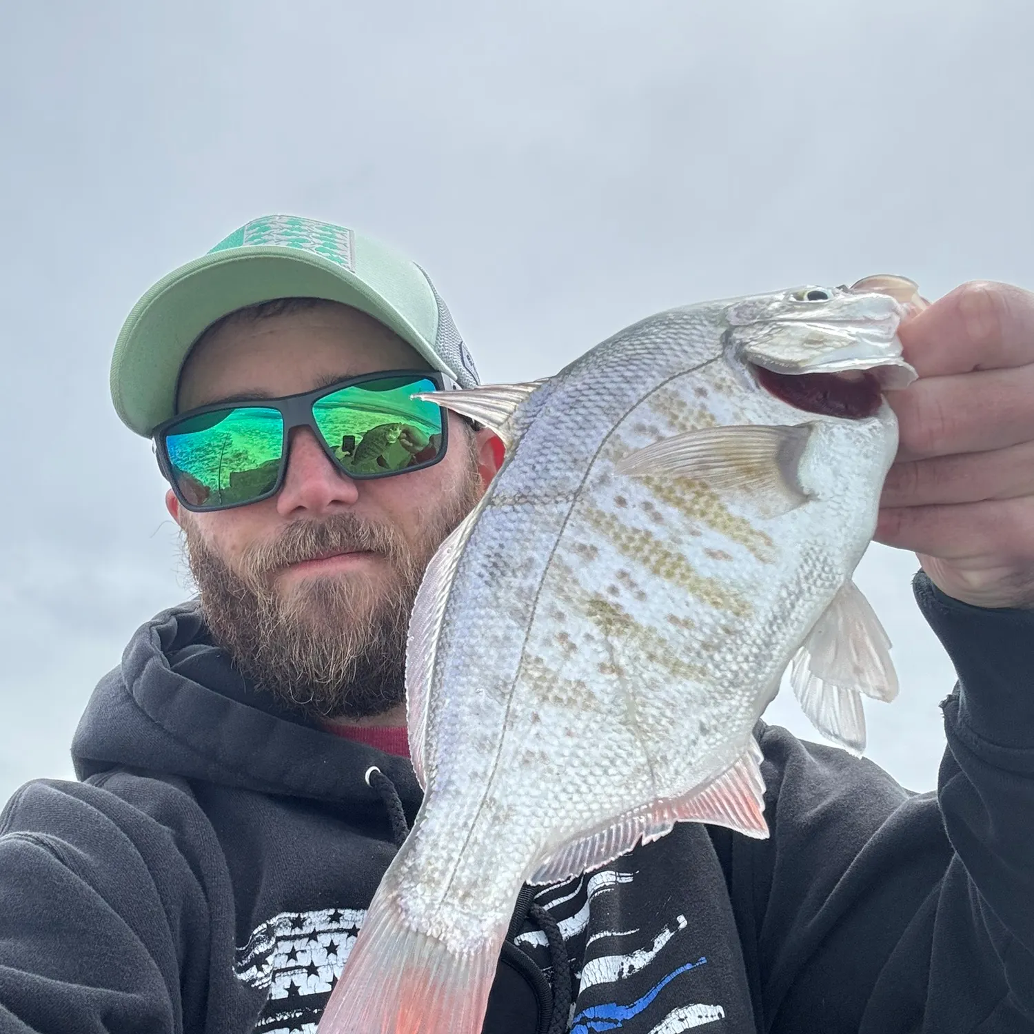 Redtail surfperch caught on Fishbrain
